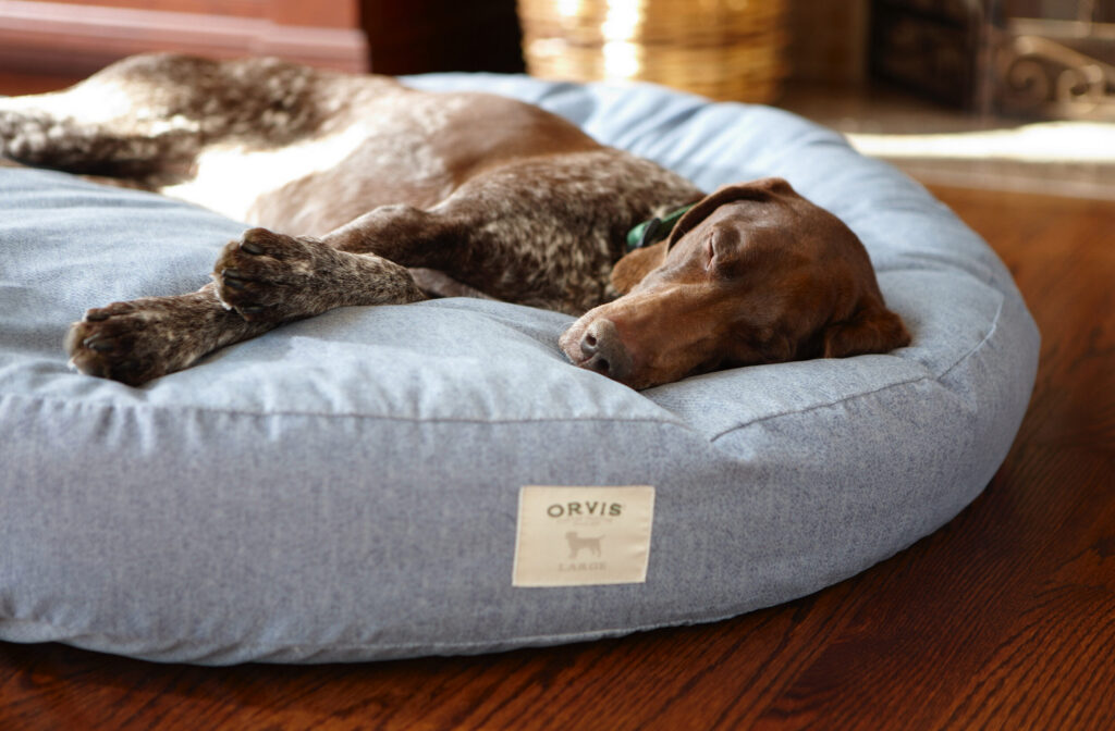dog, dog bed