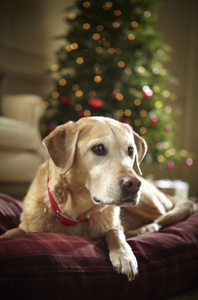 Golden retriever lying down beside a Christmas tree