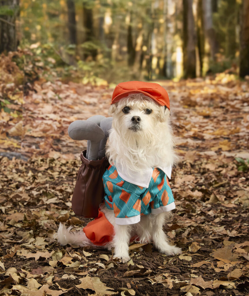 dog, costume, pet costume