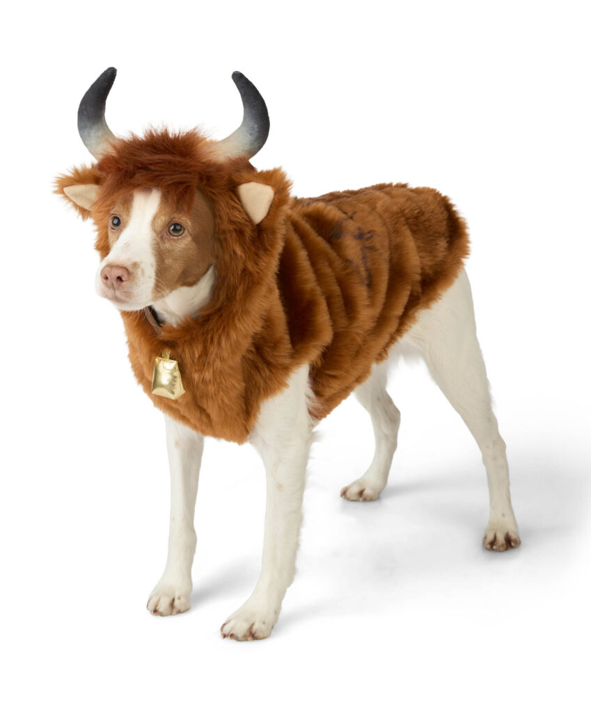dog, costume, dog costume