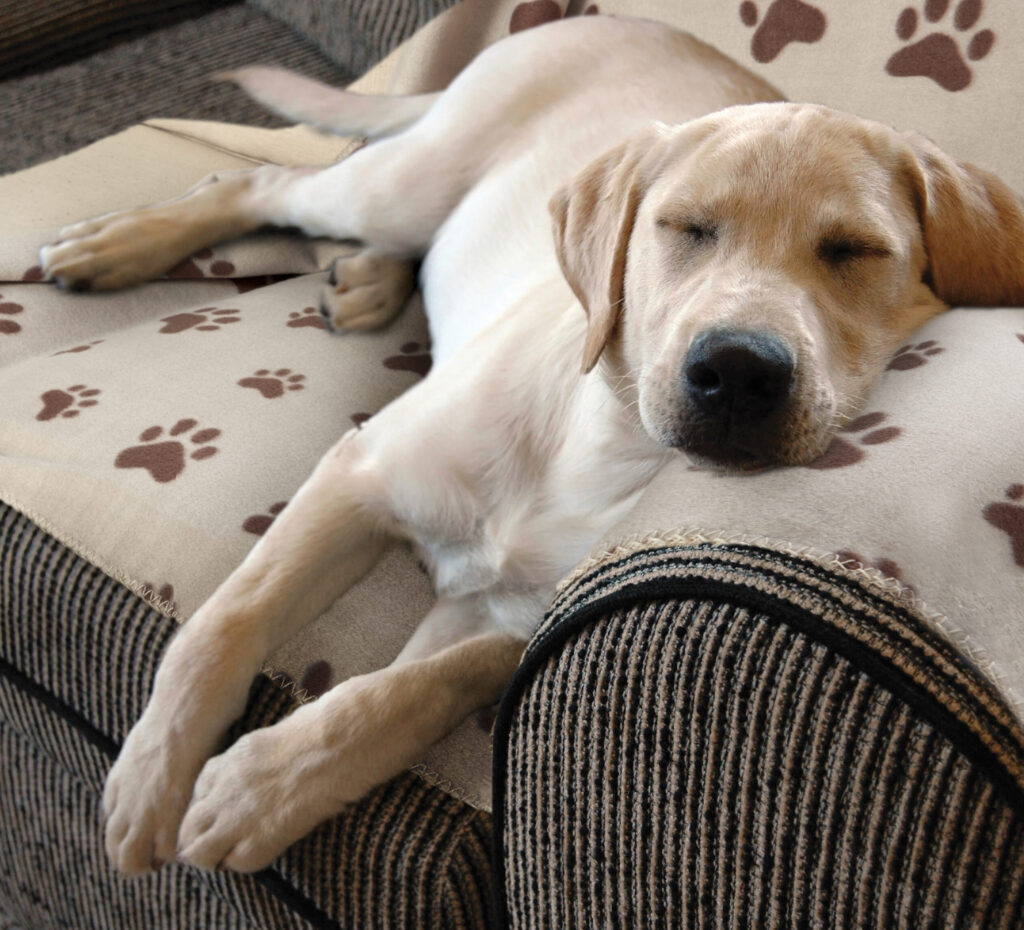 Yellow Labrador resting on a couch