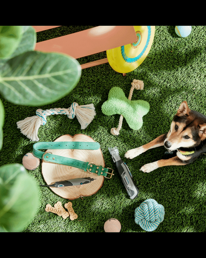 Dog and pet grooming items on grass, overhead view